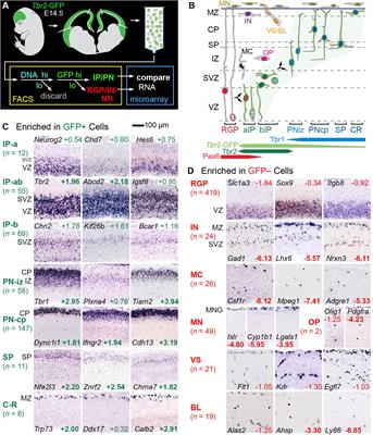 Cell-Type-Specific Gene Expression in Developing Mouse Neocortex: Intermediate Progenitors Implicated in Axon Development